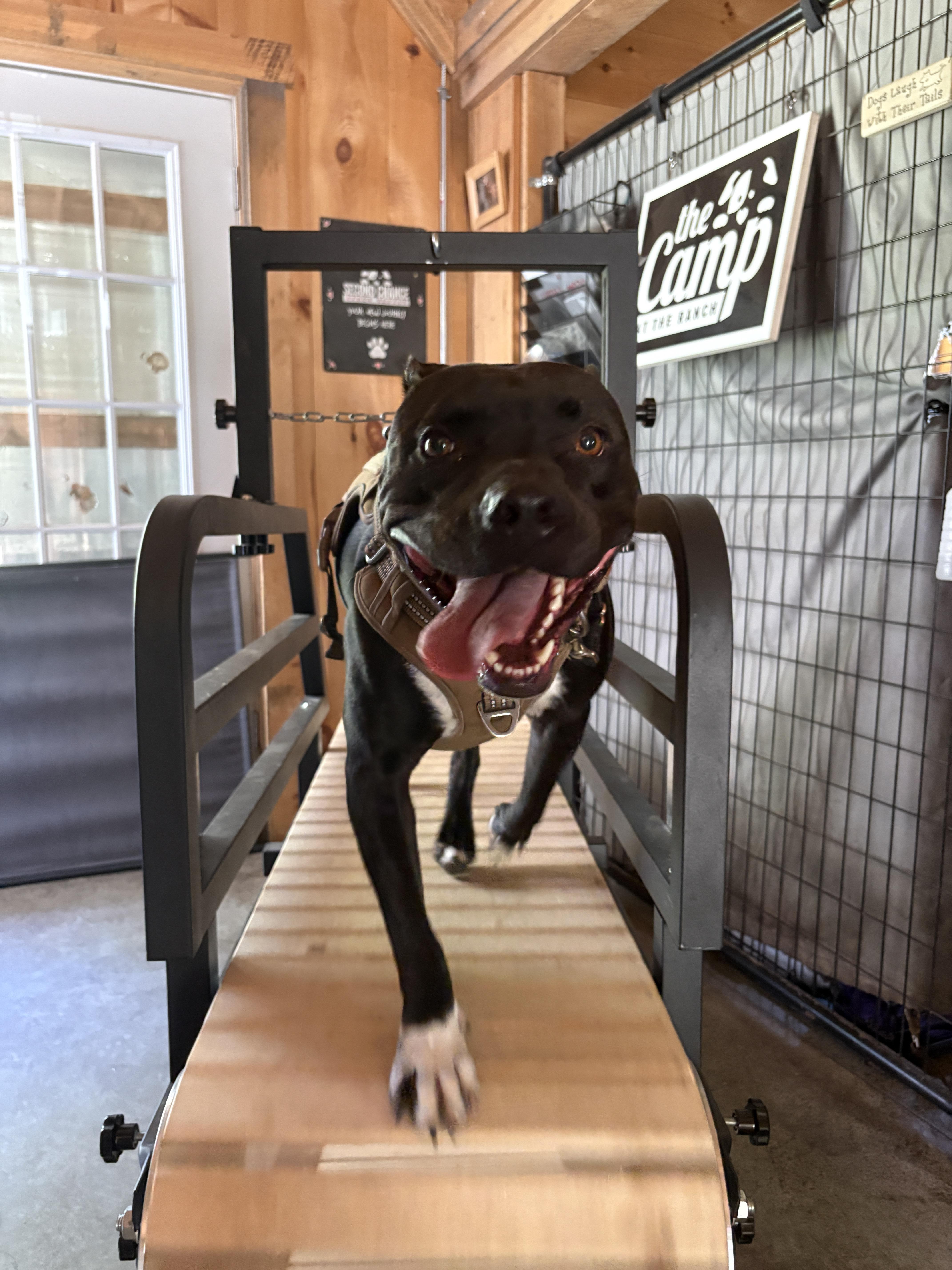 Chance, a ADOPTABLE mixed breed in New Boston, NH image 4/6