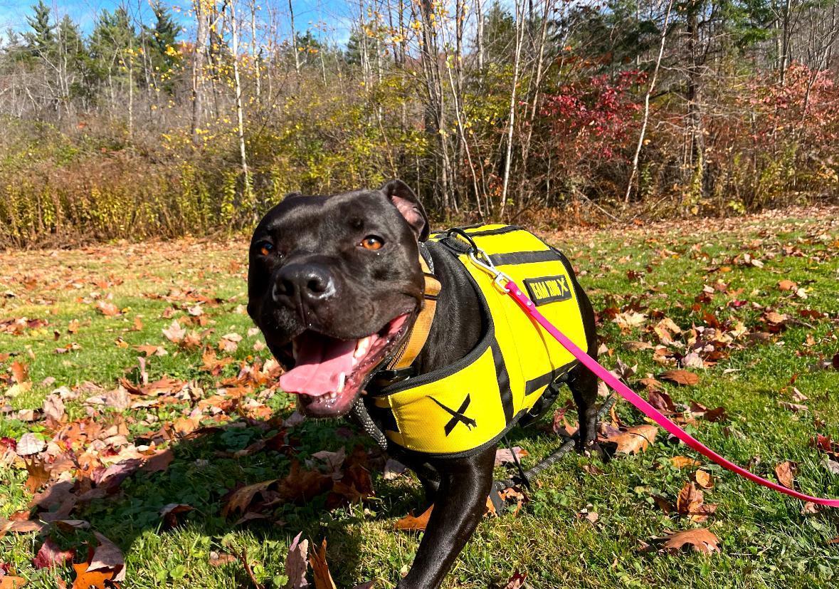 Chance, a ADOPTABLE mixed breed in New Boston, NH image 6/6