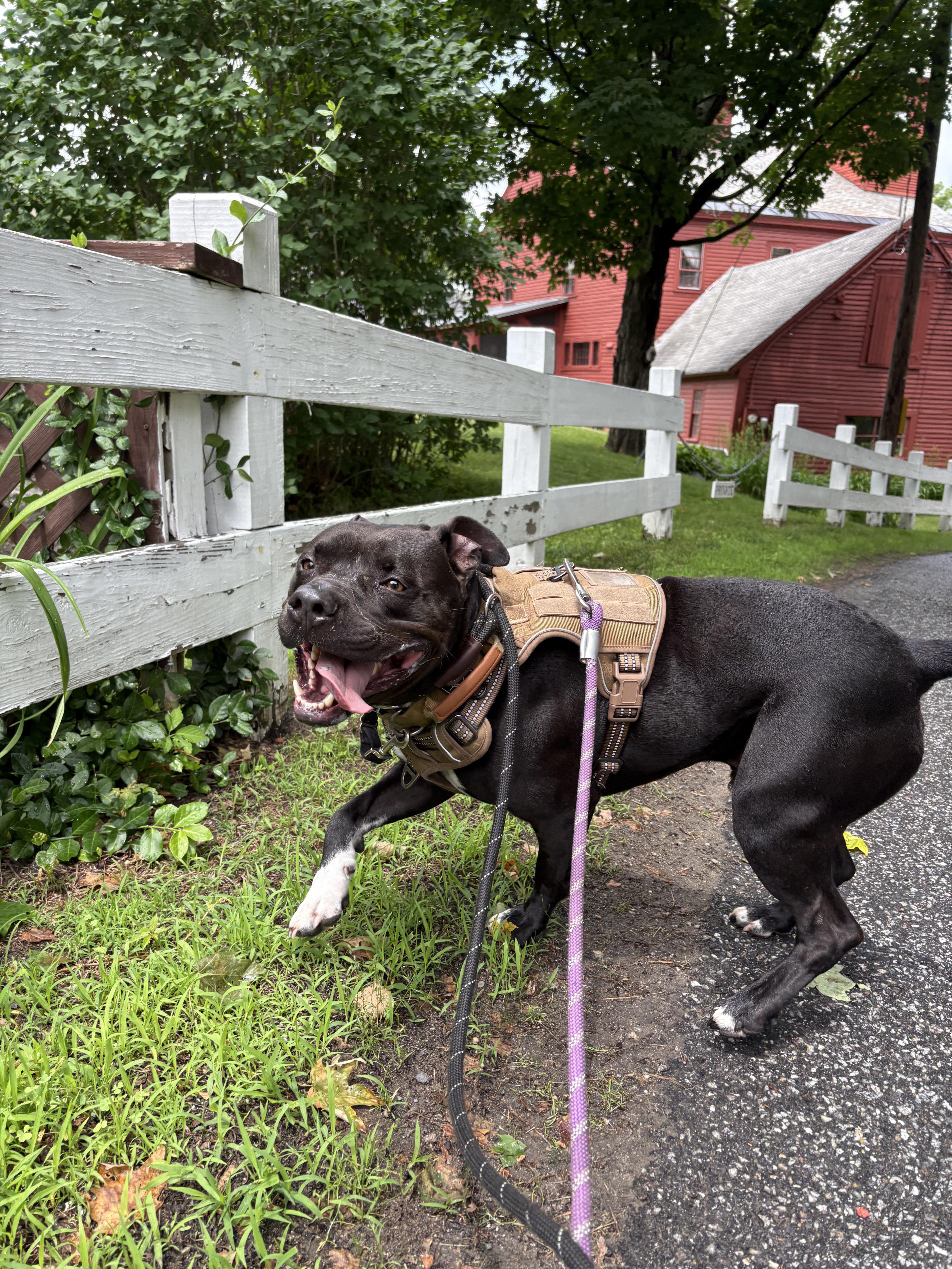 Chance, a ADOPTABLE mixed breed in New Boston, NH image 2/6
