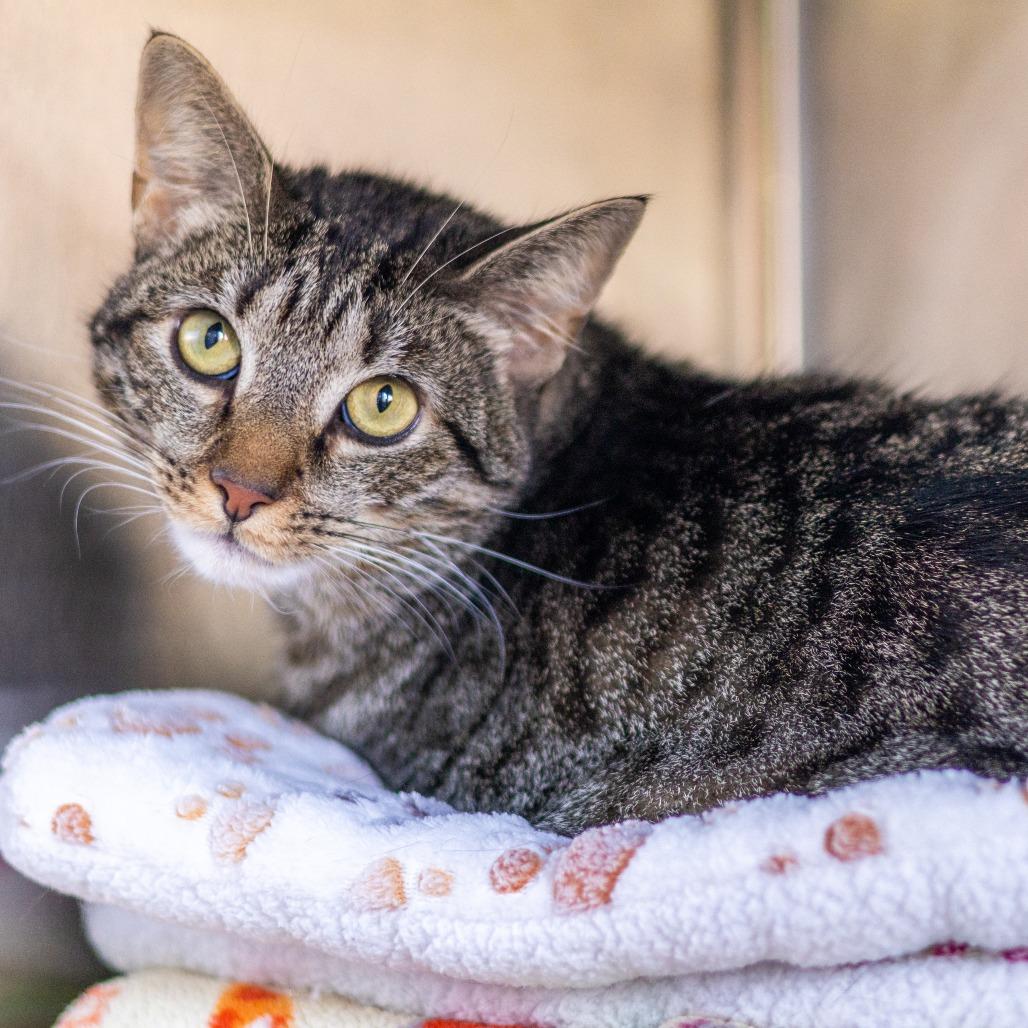Biscuit, a Adoptable Domestic Short Hair in Newark, DE image 1/2