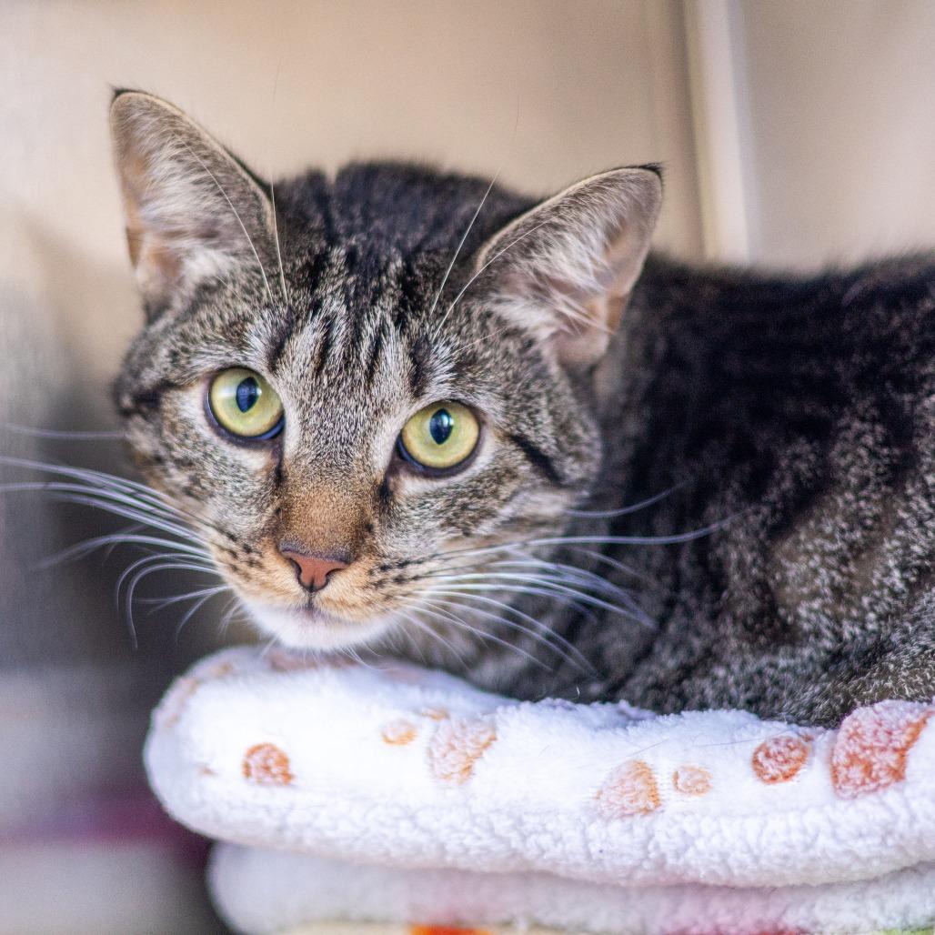 Biscuit, a Adoptable Domestic Short Hair in Newark, DE image 2/2