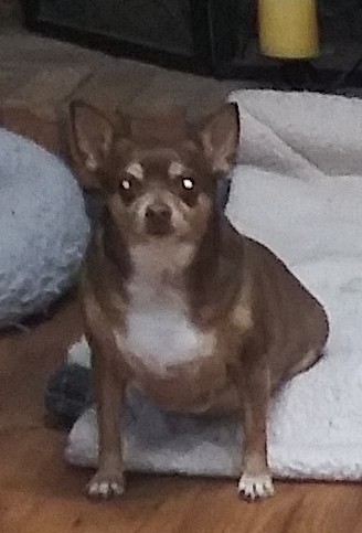 Suggy, Adopted, Senior Female Chihuahua.