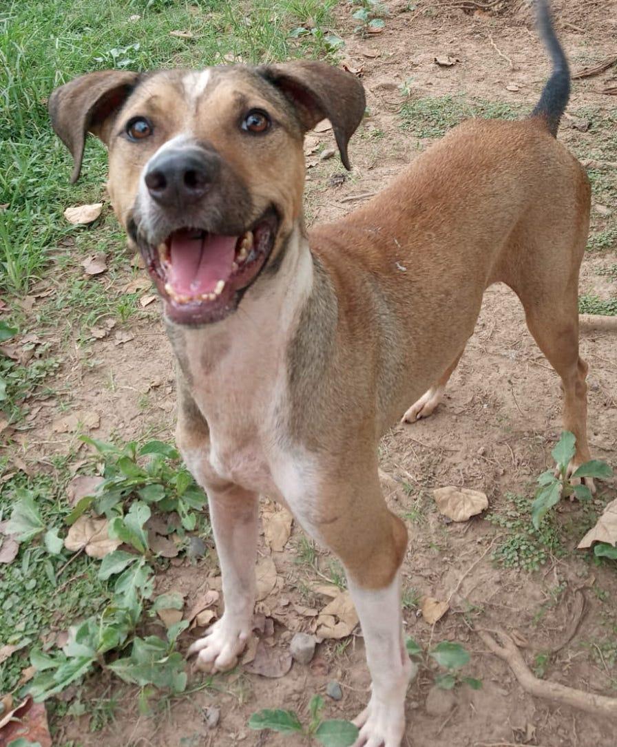 Beano, an adoptable Mixed Breed in EL COLORADO, JAL, 48265 | Photo Image 1