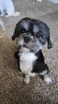 Ivy (1 of the 19 Shih Tzu Rescued), an adoptable Shih Tzu in Matthews, NC image 2/2