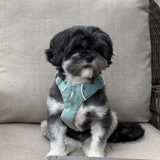 Ivy (1 of the 19 Shih Tzu Rescued), adoptable, Young Female Shih Tzu.