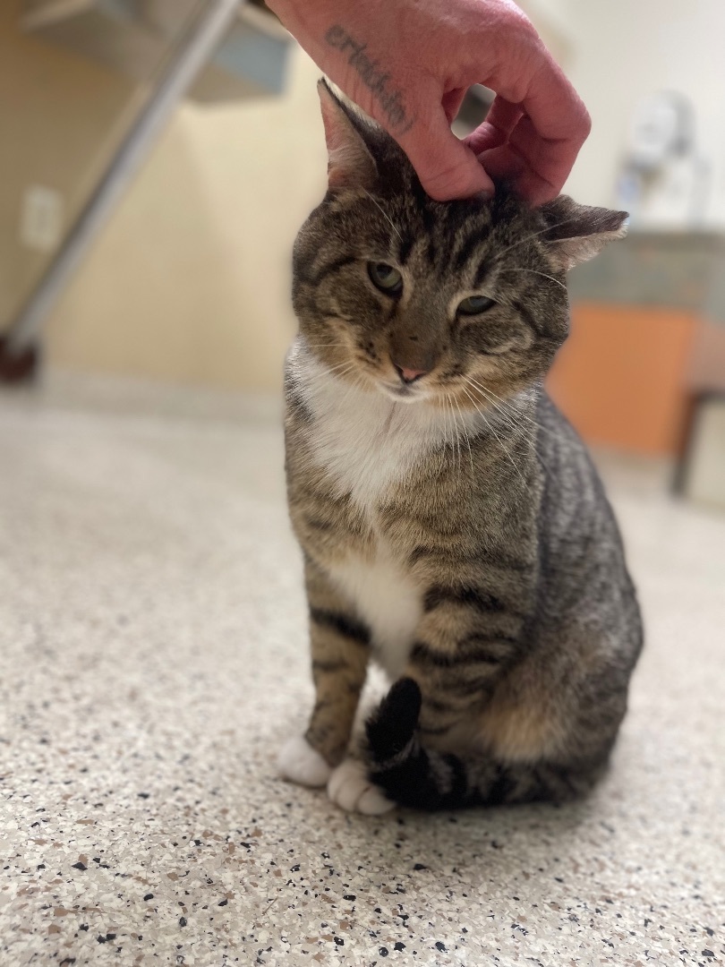 BooBoo, Adopted, Adult Male Domestic Short Hair.