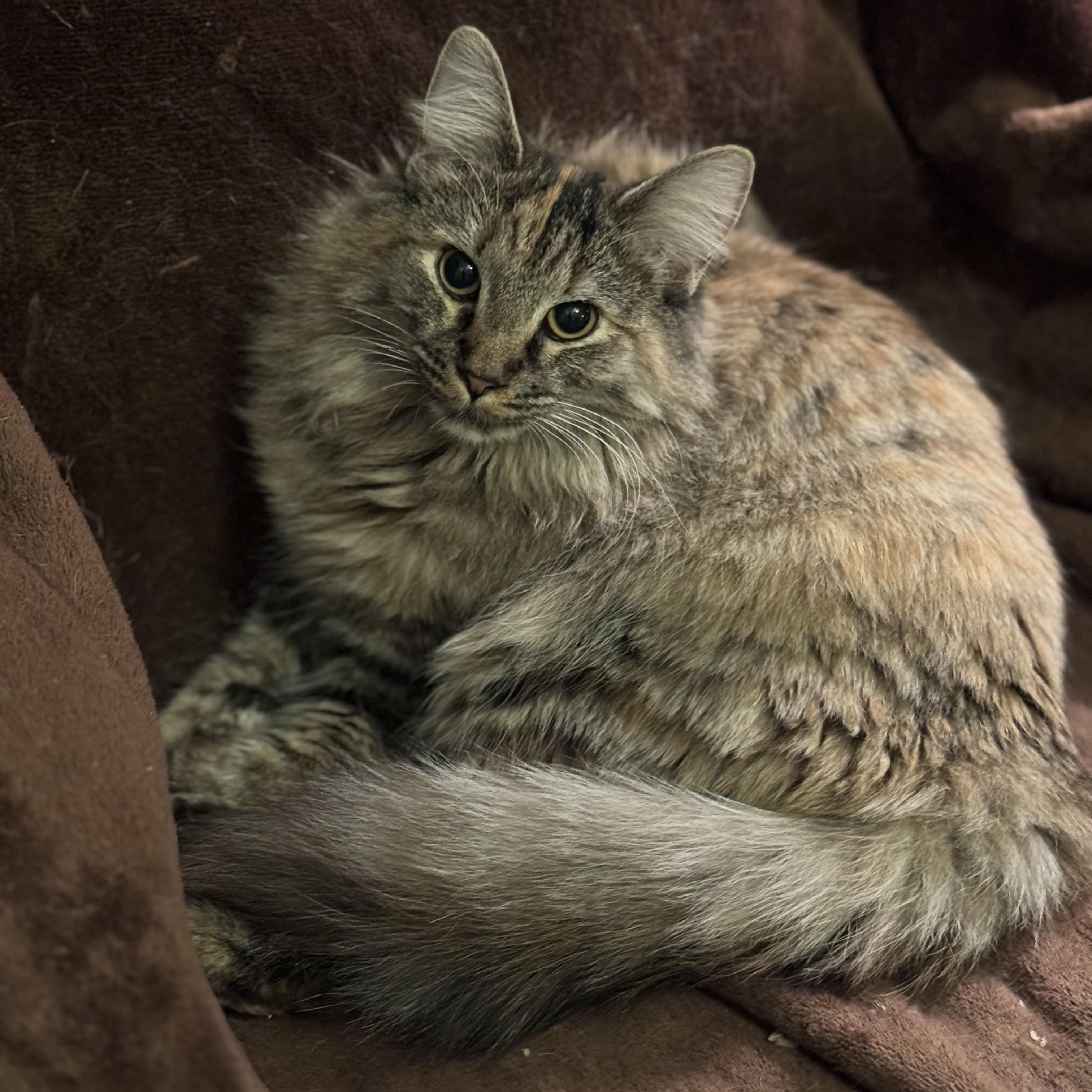 Pretzel, an adopted Domestic Medium Hair in MABLETON, GA image 1/2