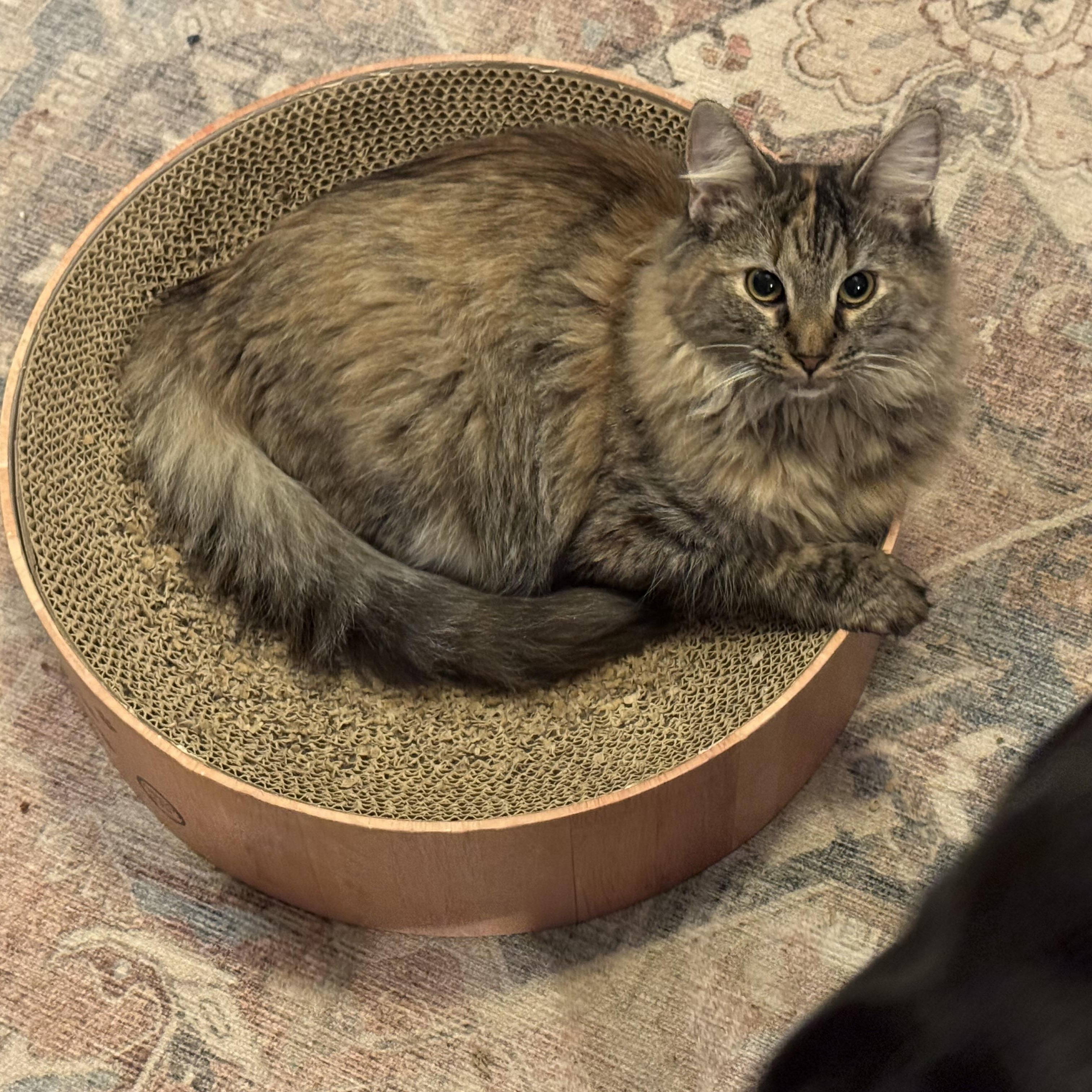 Pretzel, an adopted Domestic Medium Hair in MABLETON, GA image 2/2