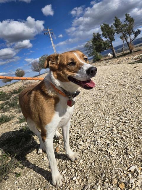 Enlarge GINGER, a Adoptable mixed breed in Casper, WY image 1/1
