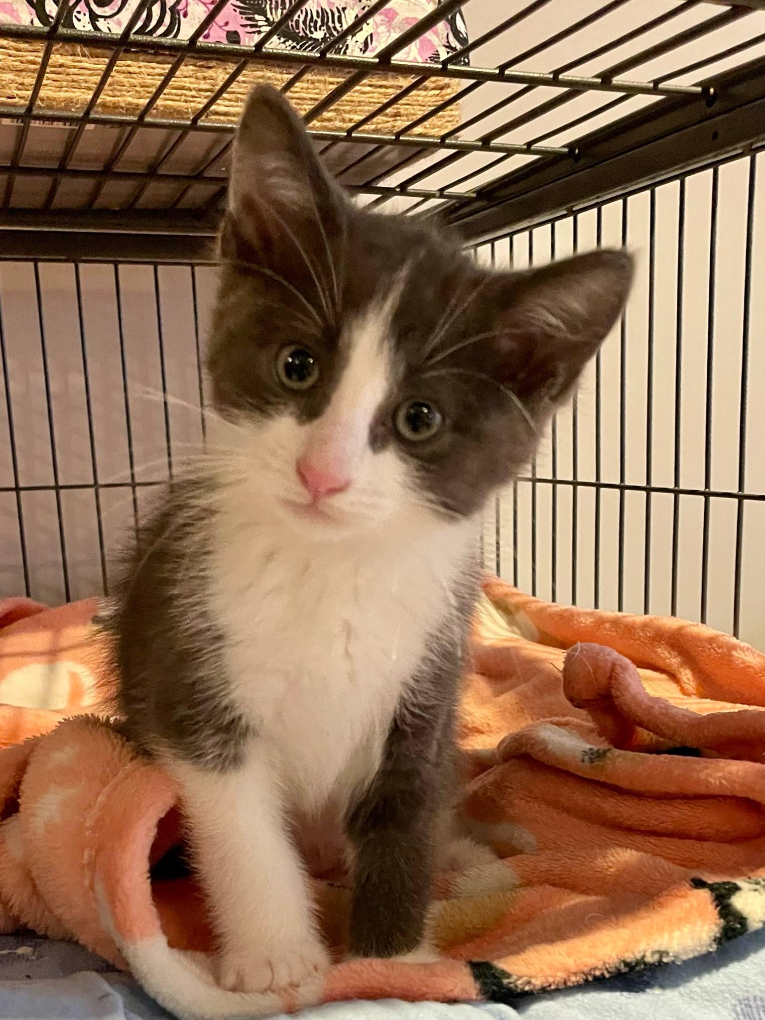 Mouse, Adopted, Young Male Domestic Short Hair.