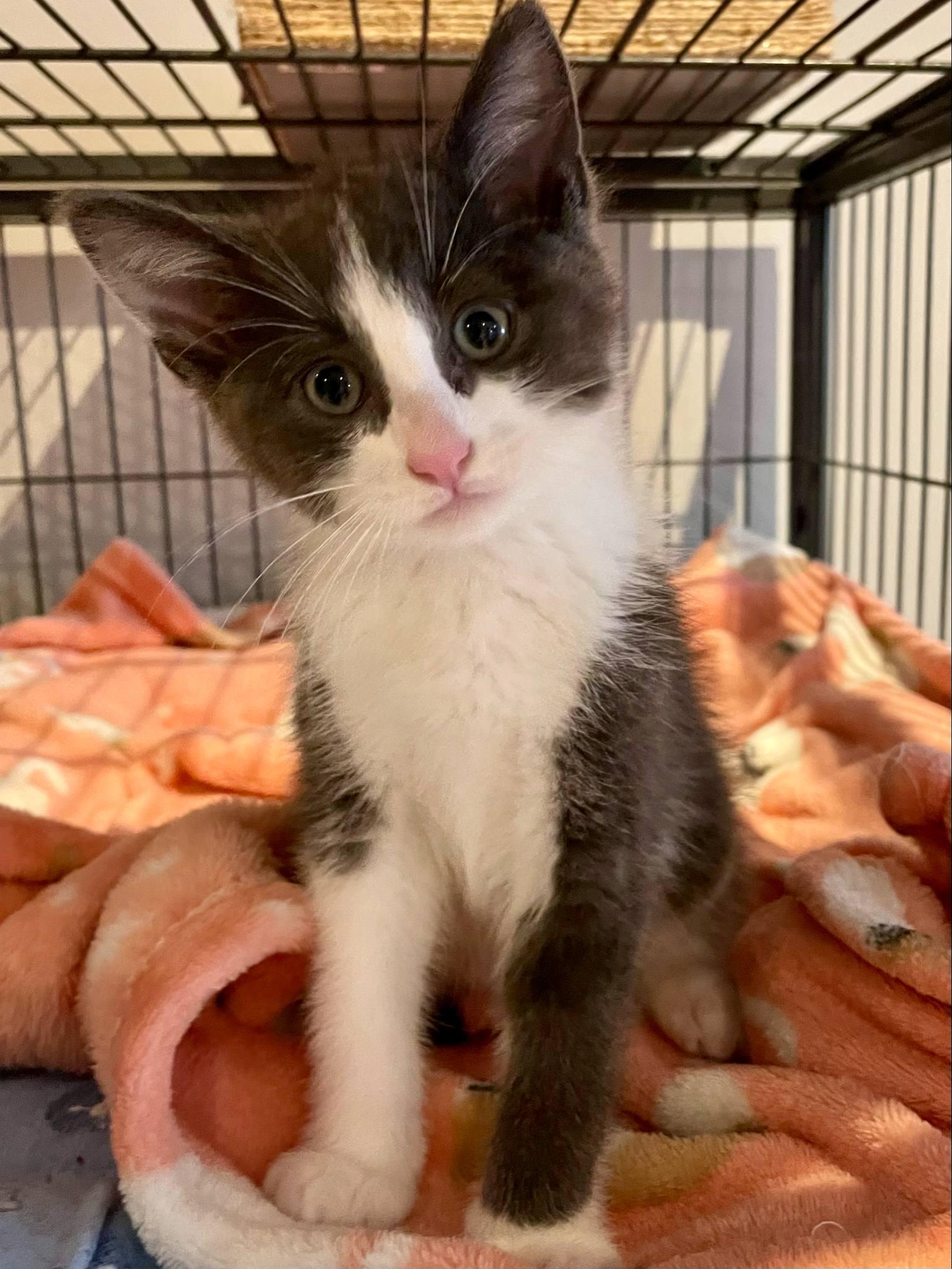 Mouse, a Adopted Domestic Short Hair in Orleans, ON image 2/3