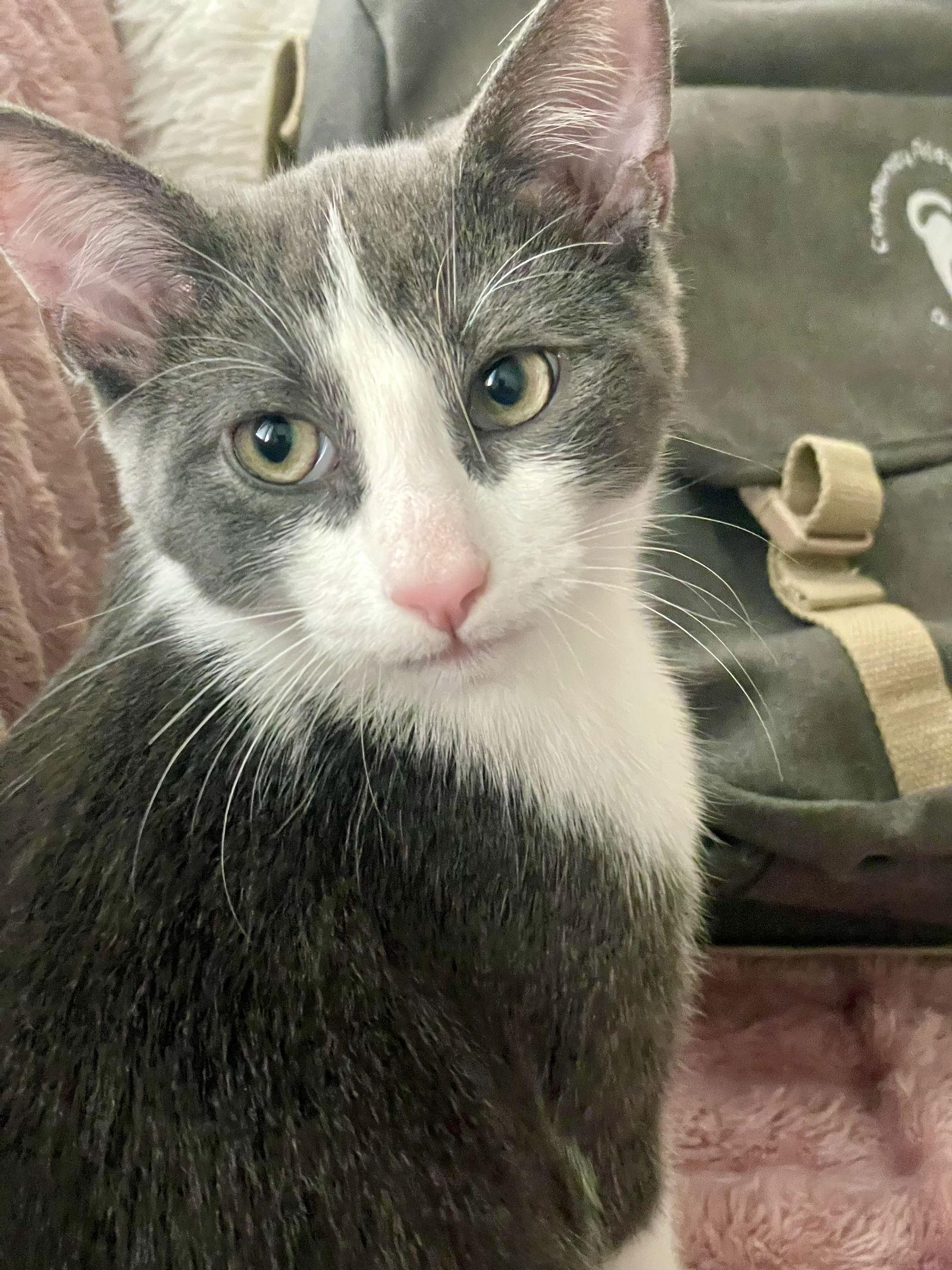 Mouse, a Adopted Domestic Short Hair in Orleans, ON image 3/3