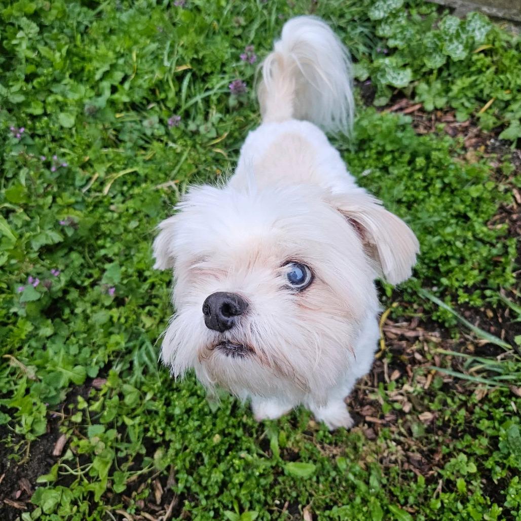 Enlarge Usted, a Adoptable Shih Tzu in Victoria, BC image 1/4