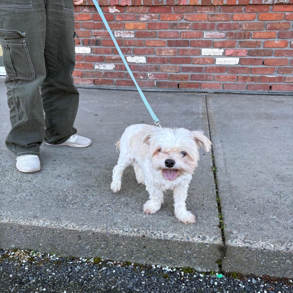 Enlarge Usted, a Adoptable Shih Tzu in Victoria, BC image 2/4