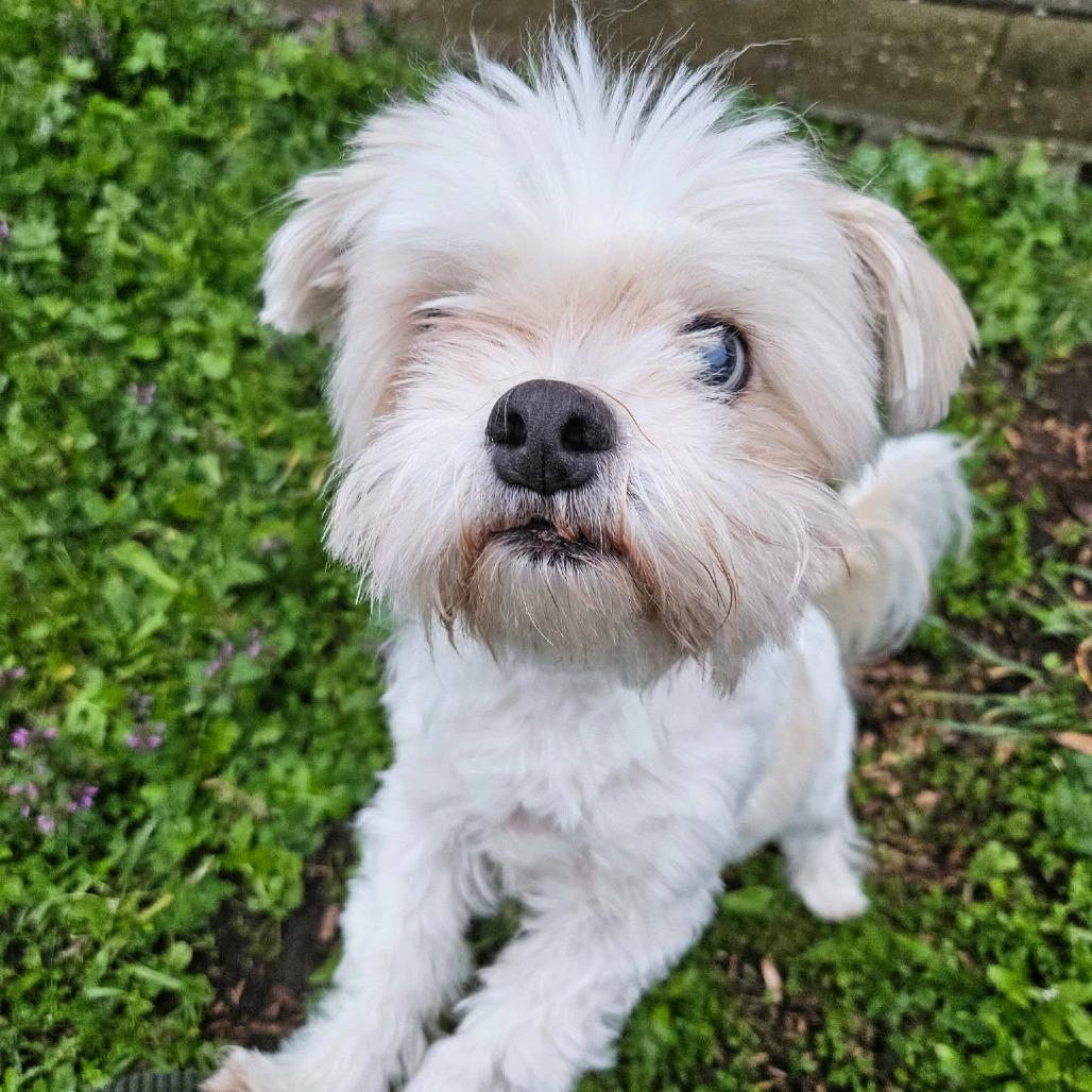 Enlarge Usted, a Adoptable Shih Tzu in Victoria, BC image 3/4