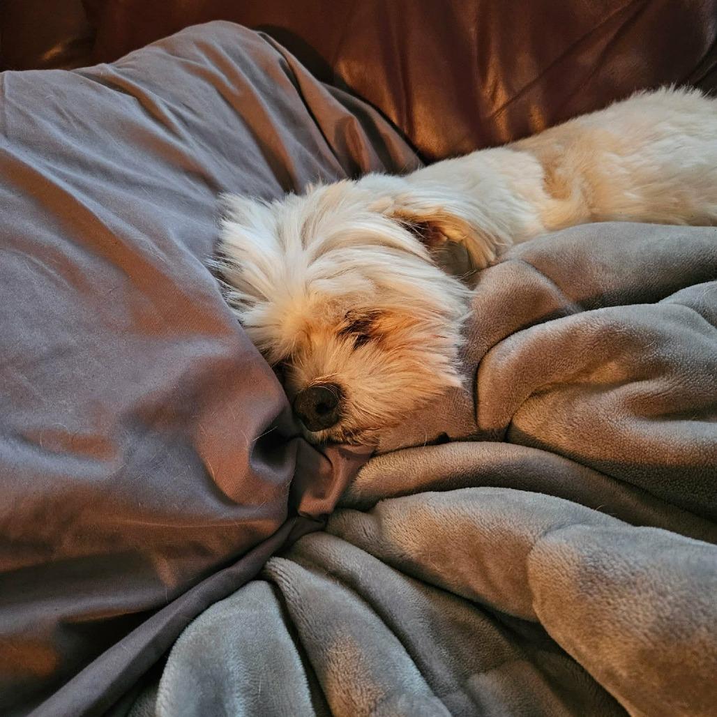 Enlarge Usted, a Adoptable Shih Tzu in Victoria, BC image 4/4