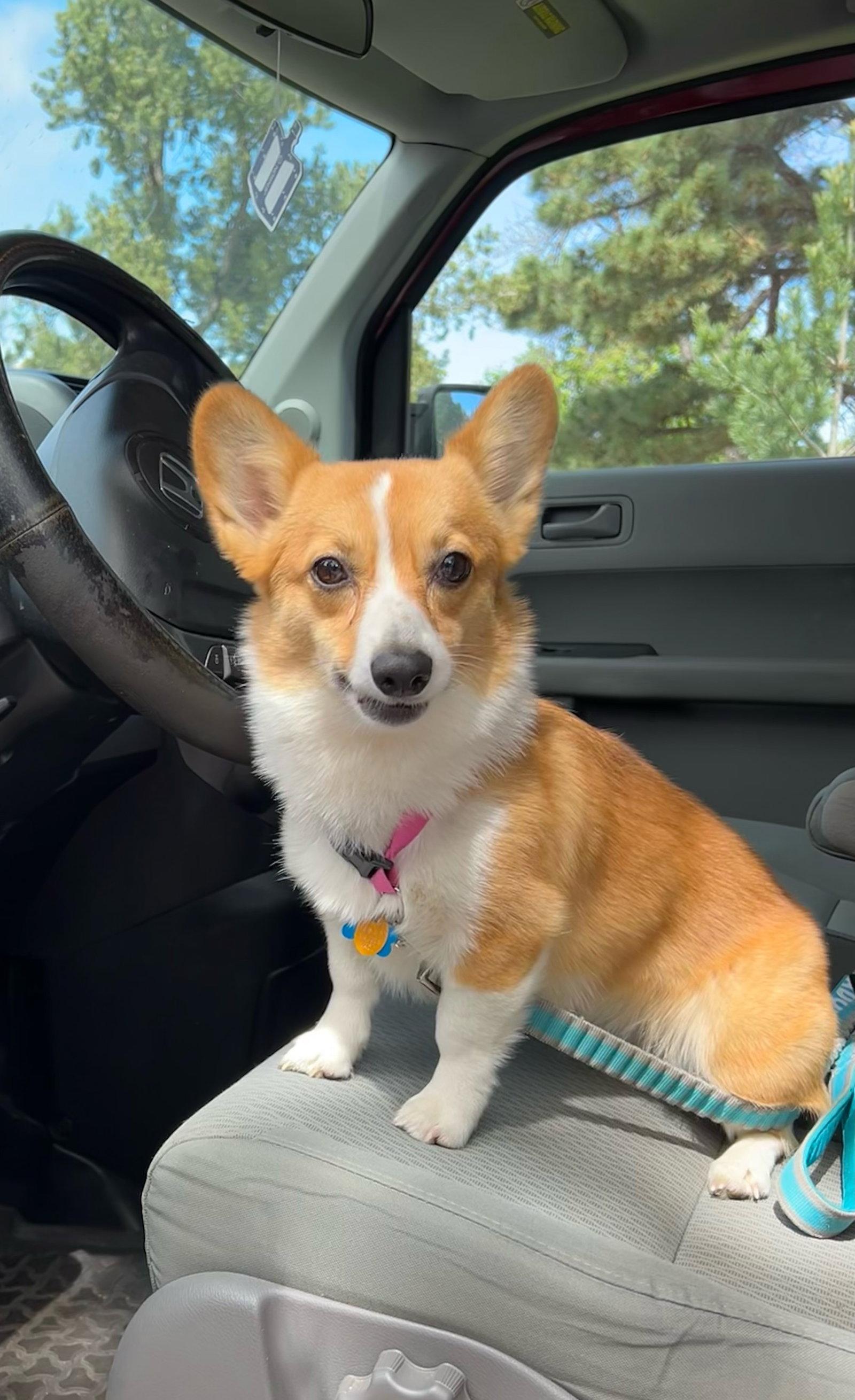 Mango, a Adoptable Corgi in Denver, CO image 1/3