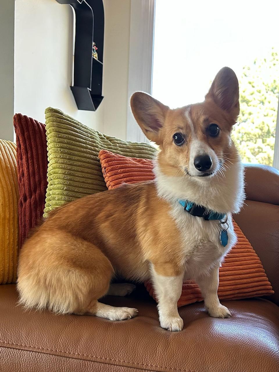 Mango, a Adoptable Corgi in Denver, CO image 2/3