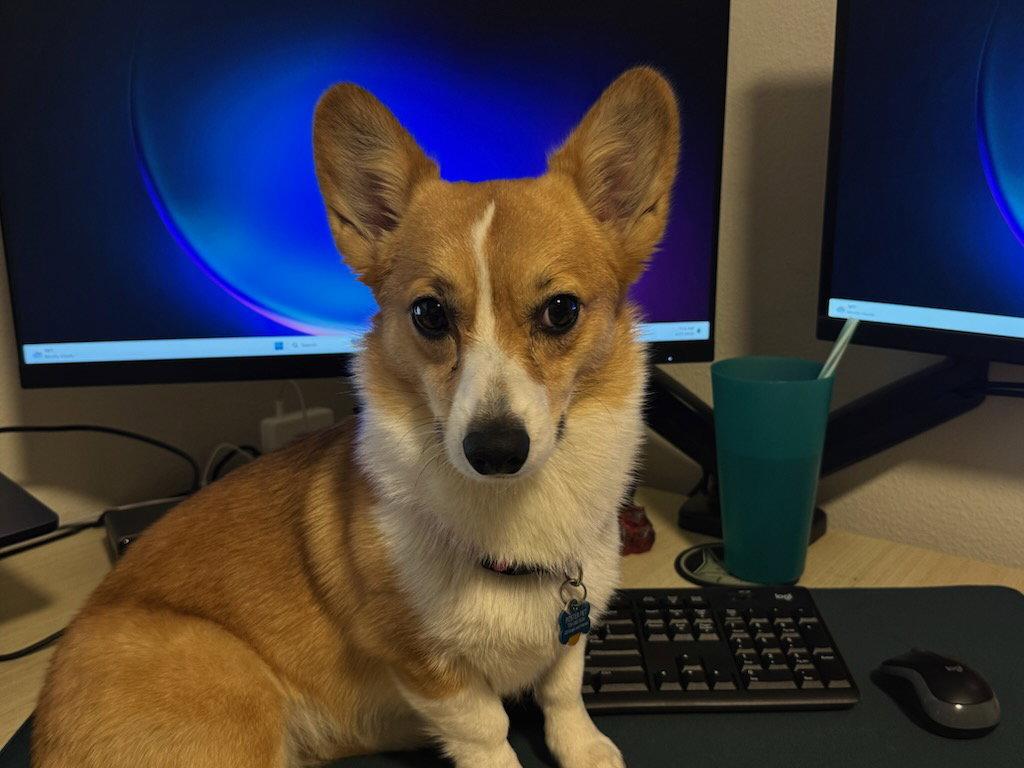 Mango, a Adoptable Corgi in Denver, CO image 3/3