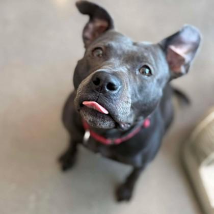 Enlarge Sylvie, a Adoptable mixed breed in Janesville, WI image 1/3