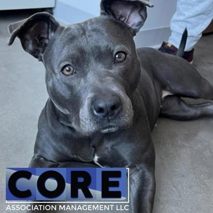 Enlarge Sylvie, a Adoptable mixed breed in Janesville, WI image 2/3