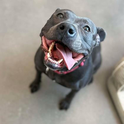 Enlarge Sylvie, a Adoptable mixed breed in Janesville, WI image 3/3