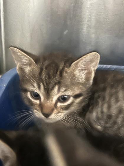 Honey, Adoptable, Kitten Female Domestic Short Hair & Domestic Short Hair.