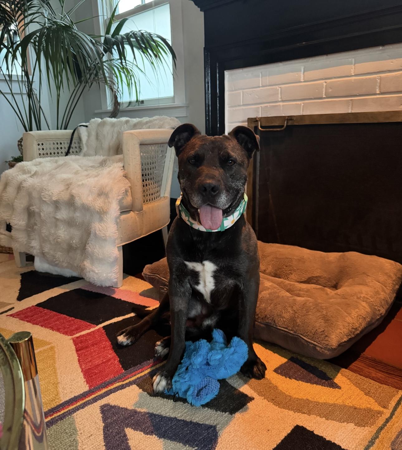 Enlarge Gilbert, a Adoptable Staffordshire Bull Terrier in Marina del Rey, CA image 1/6