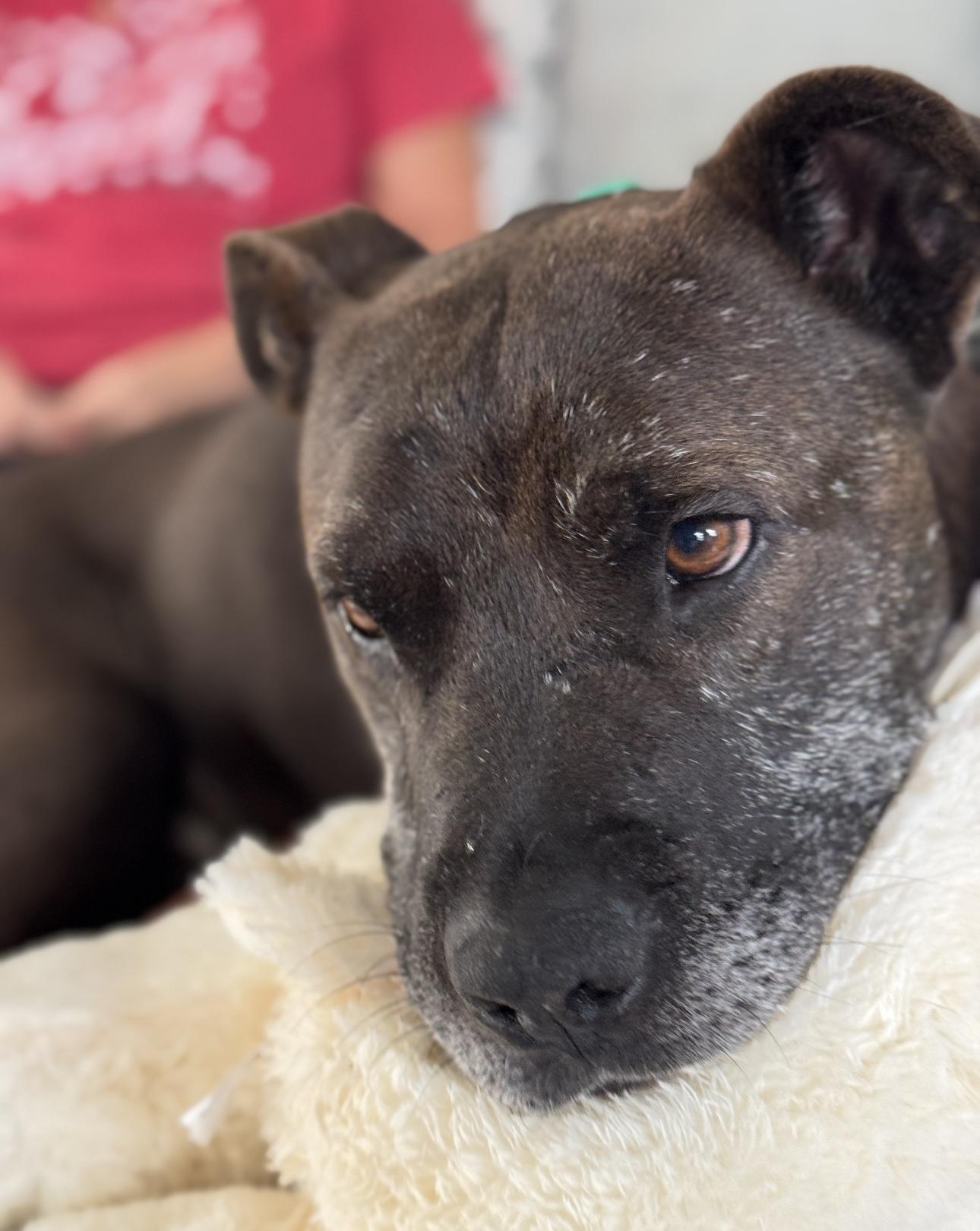 Enlarge Gilbert, a Adoptable Staffordshire Bull Terrier in Marina del Rey, CA image 2/6