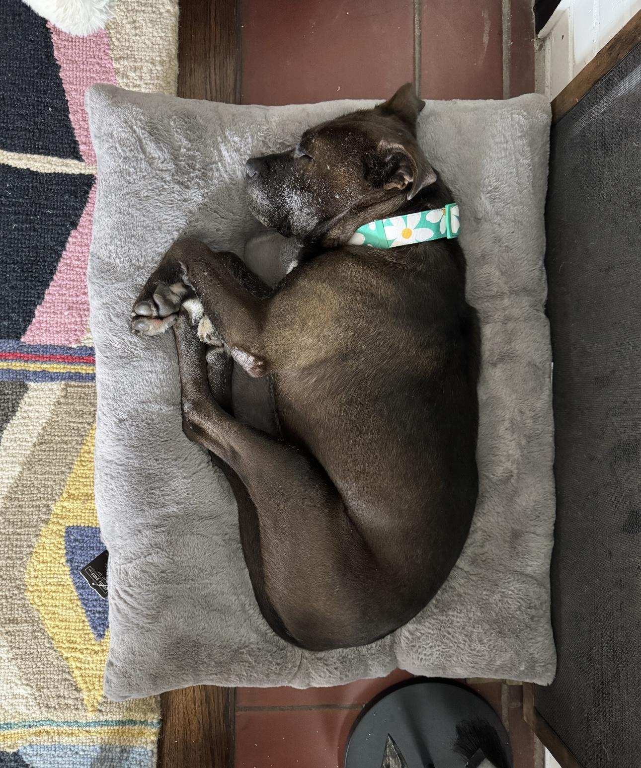 Enlarge Gilbert, a Adoptable Staffordshire Bull Terrier in Marina del Rey, CA image 3/6