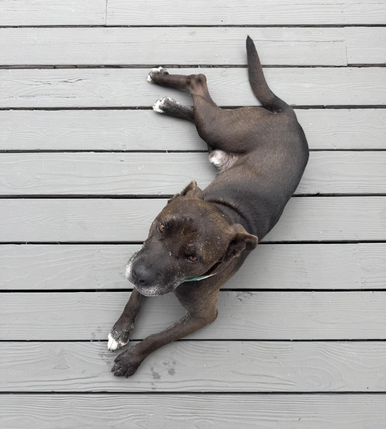 Enlarge Gilbert, a Adoptable Staffordshire Bull Terrier in Marina del Rey, CA image 5/6