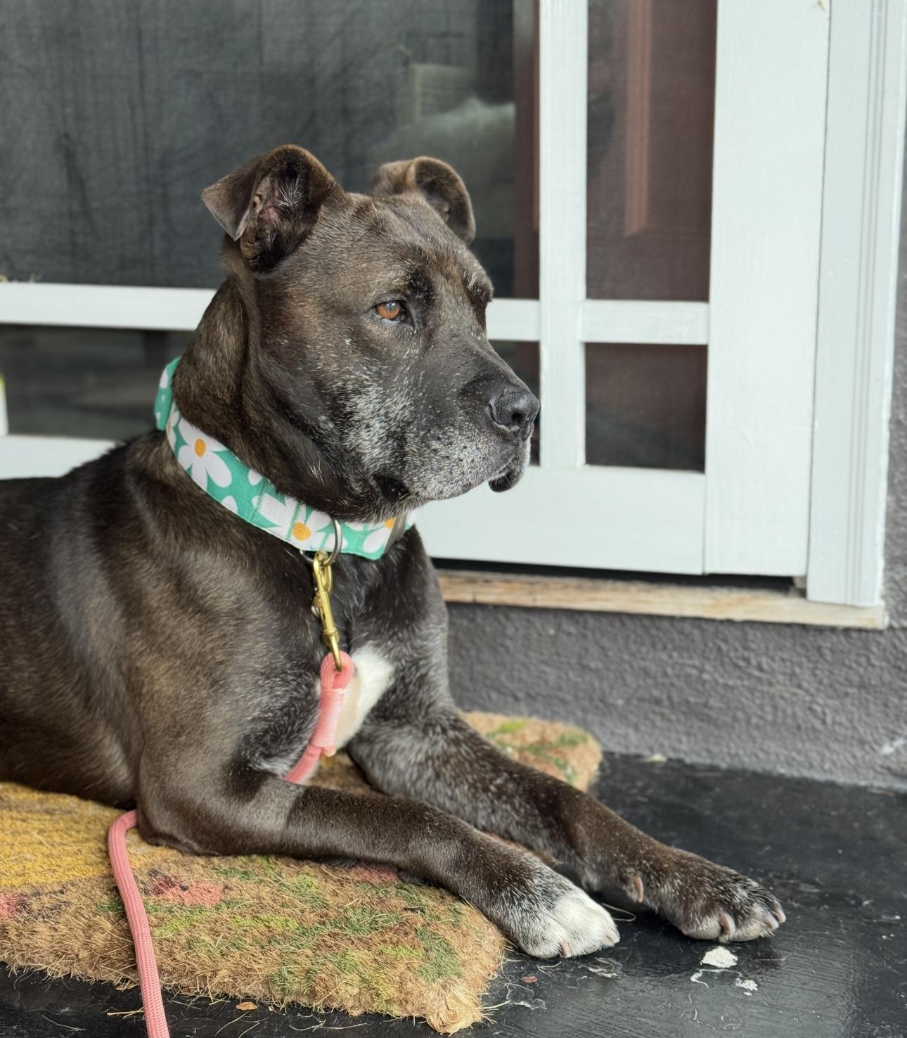 Enlarge Gilbert, a Adoptable Staffordshire Bull Terrier in Marina del Rey, CA image 6/6