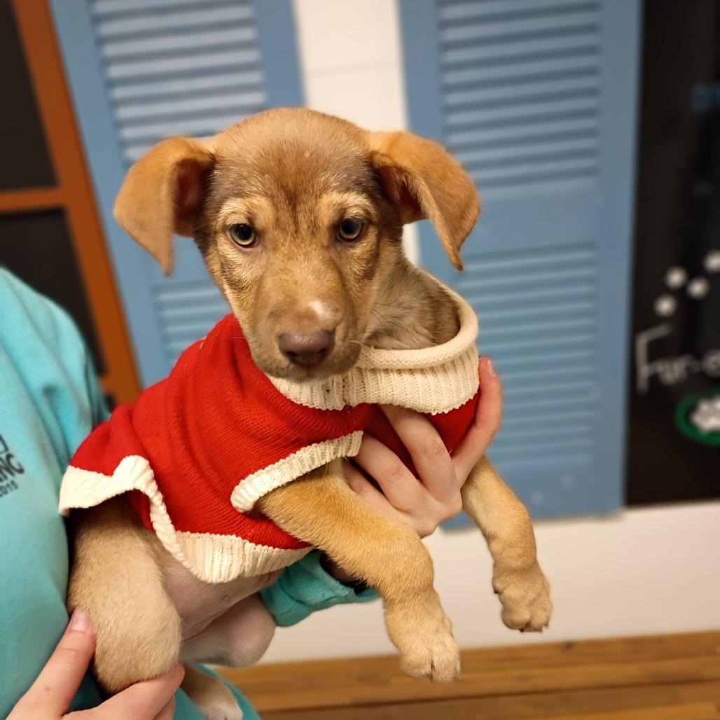 Polly Pocket, Adoptable, Puppy Female German Shepherd Dog & Mixed Breed.