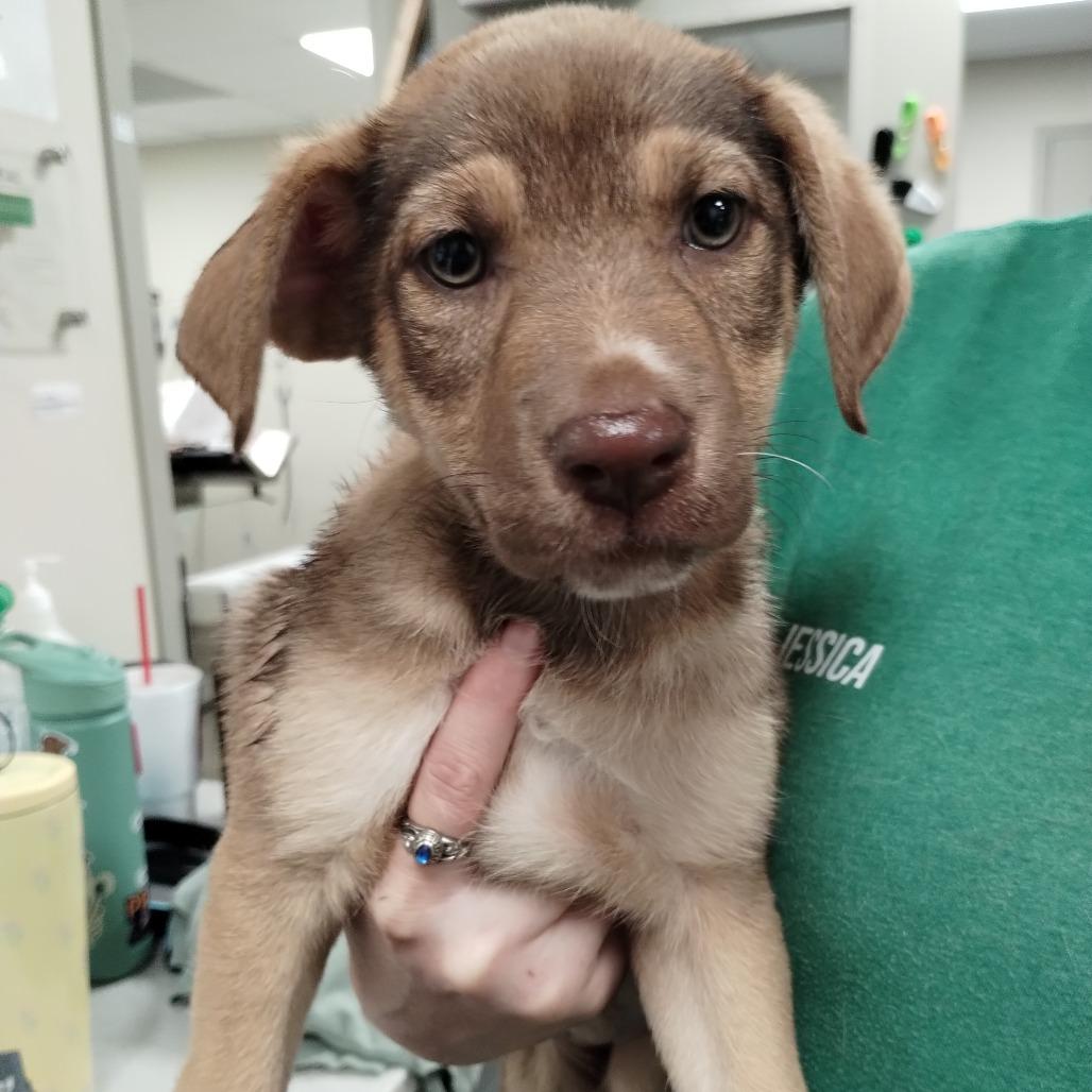 Polly Pocket, a Adoptable mixed breed in Tulsa, OK image 2/3