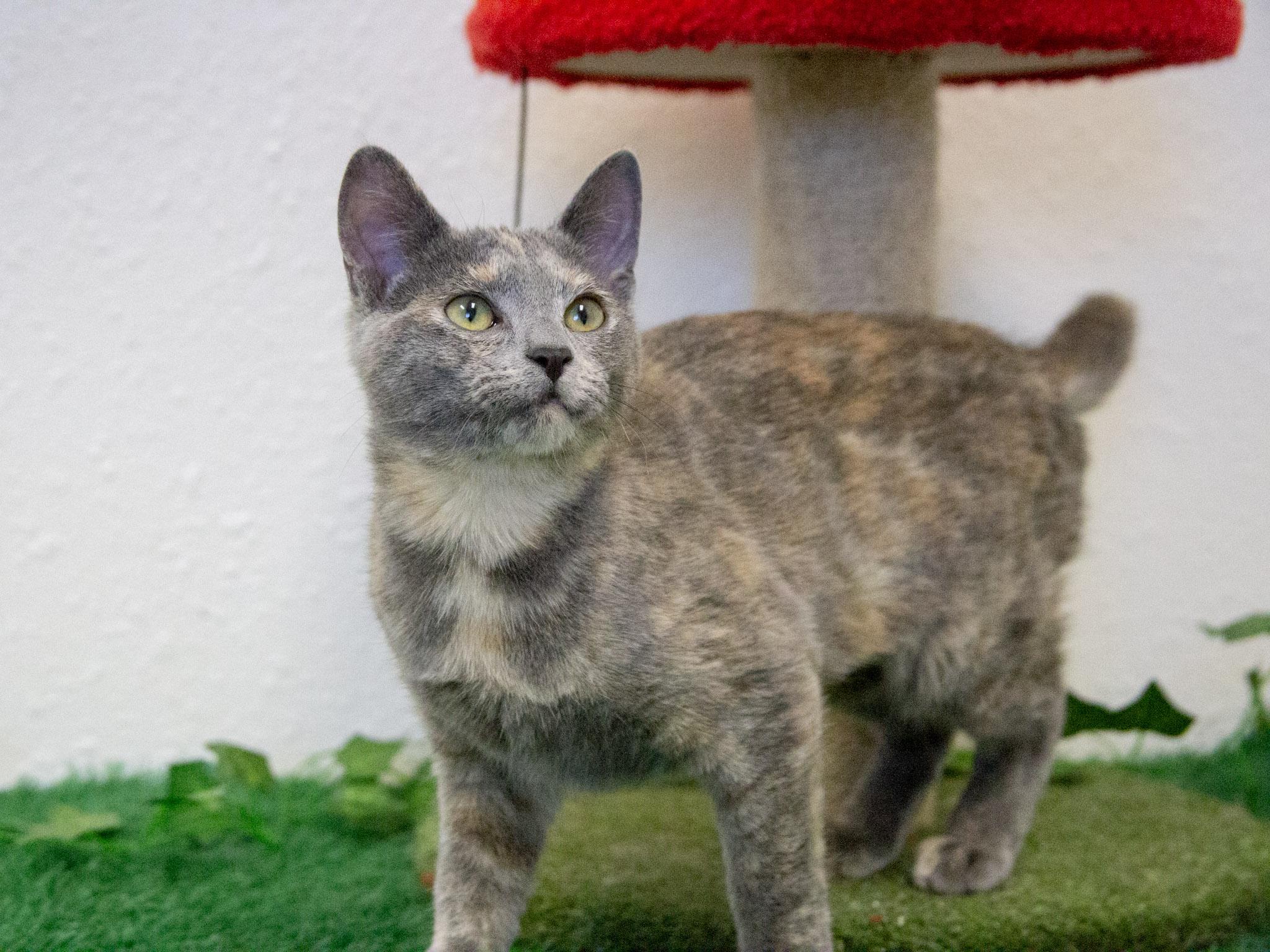 Enlarge Harper, an adopted Domestic Short Hair in Red Wing, MN image 4/4