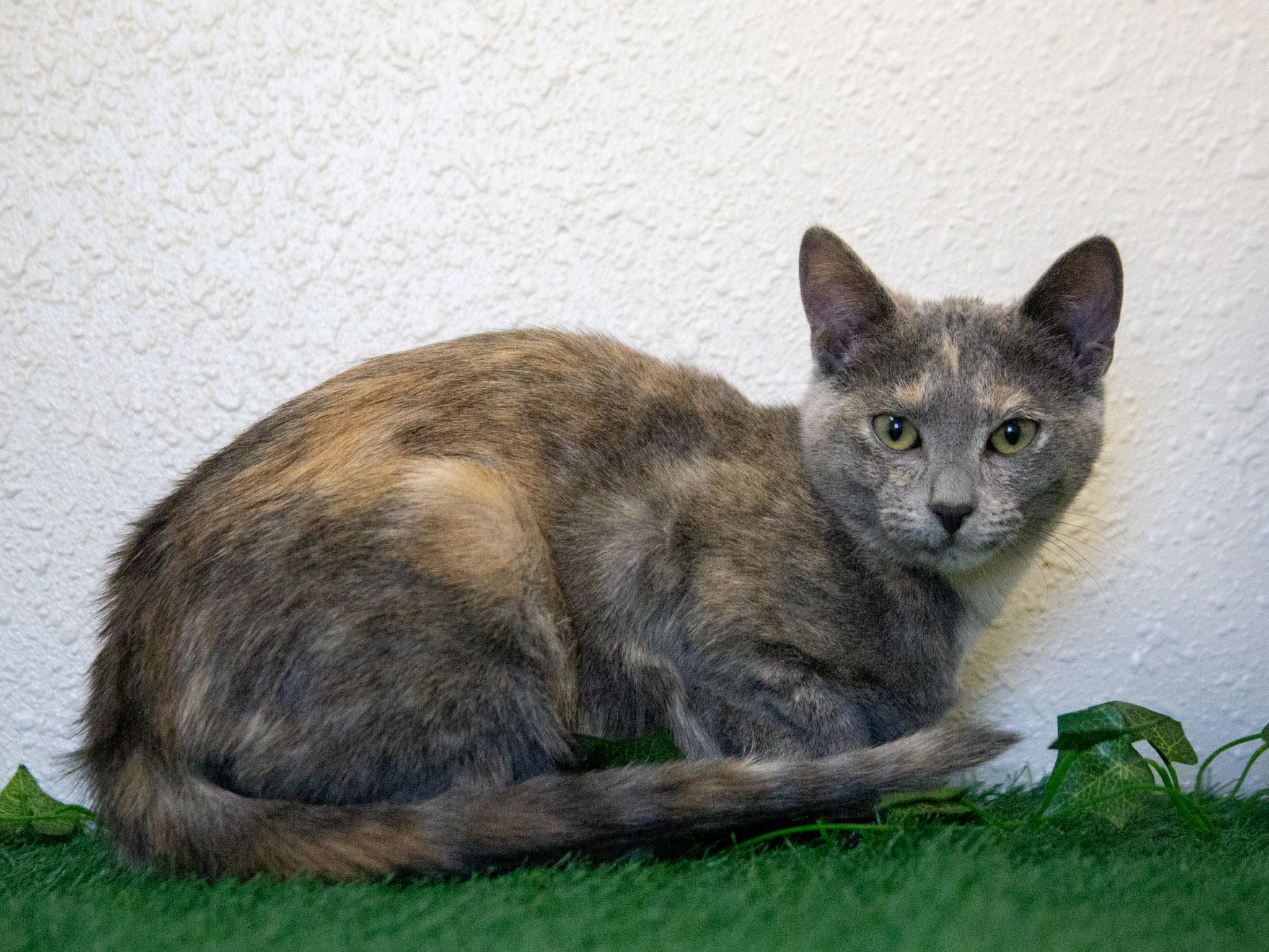 Enlarge Harper, an adopted Domestic Short Hair in Red Wing, MN image 3/4