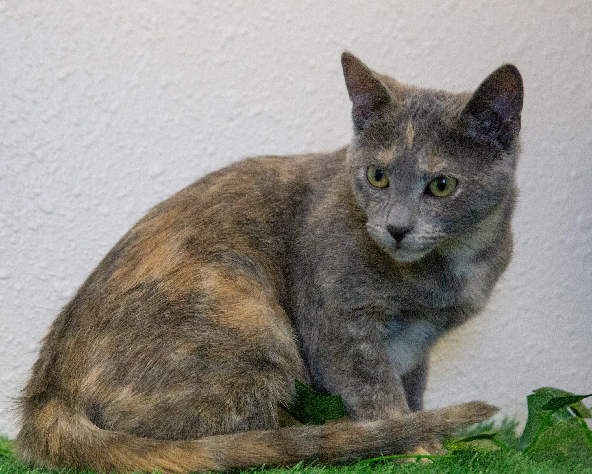 Enlarge Harper, an adopted Domestic Short Hair in Red Wing, MN image 1/4