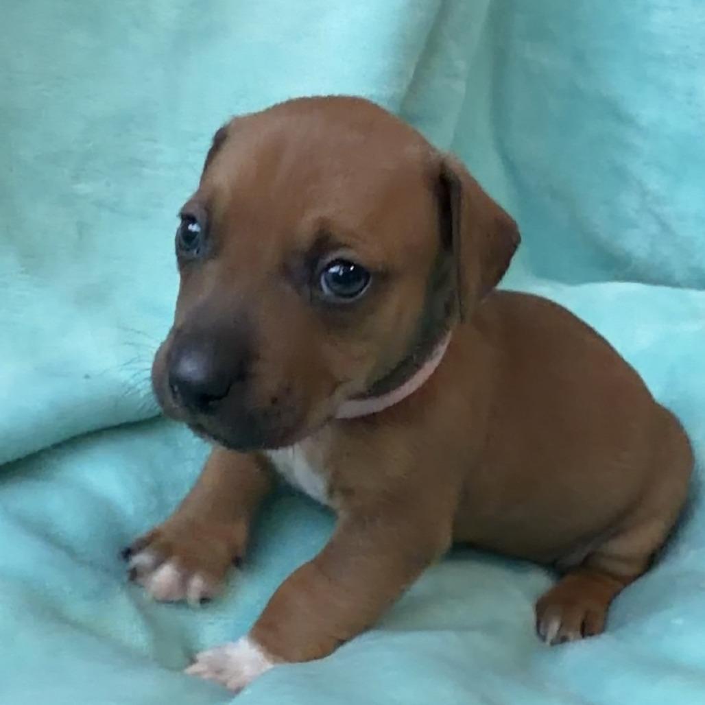 Enlarge Peony's Pup- Finny, a Adoptable mixed breed in Fairfax Station, VA image 1/6
