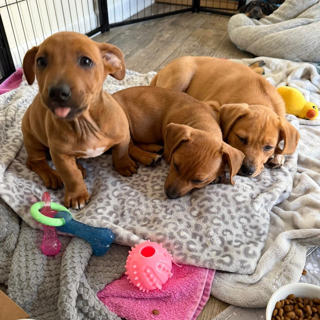 Enlarge Peony's Pup- Finny, a Adoptable mixed breed in Fairfax Station, VA image 2/6