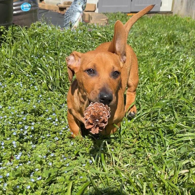 Enlarge Peony's Pup- Finny, a Adoptable mixed breed in Fairfax Station, VA image 3/6