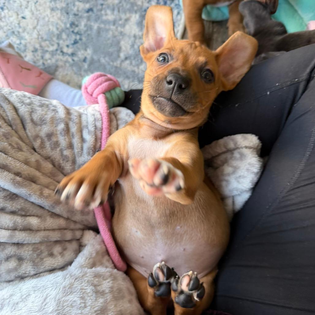 Enlarge Peony's Pup- Finny, a Adoptable mixed breed in Fairfax Station, VA image 4/6