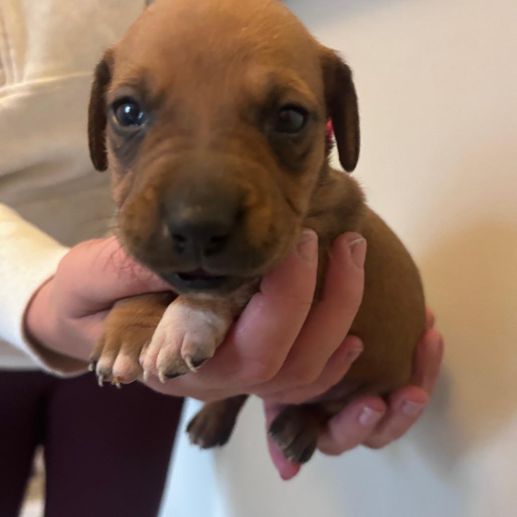 Enlarge Peony's Pup- Finny, a Adoptable mixed breed in Fairfax Station, VA image 5/6