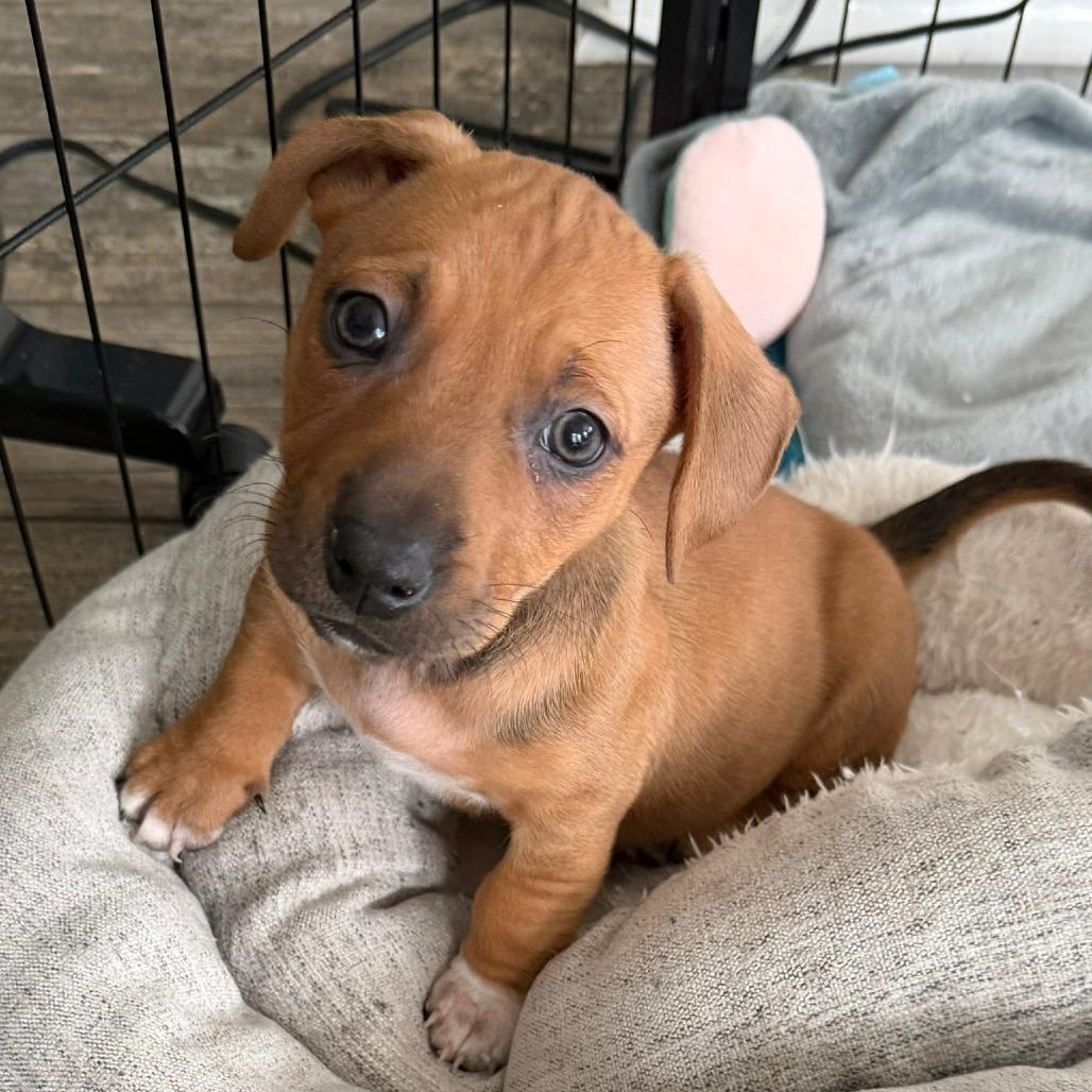 Enlarge Peony's Pup- Finny, a Adoptable mixed breed in Fairfax Station, VA image 6/6