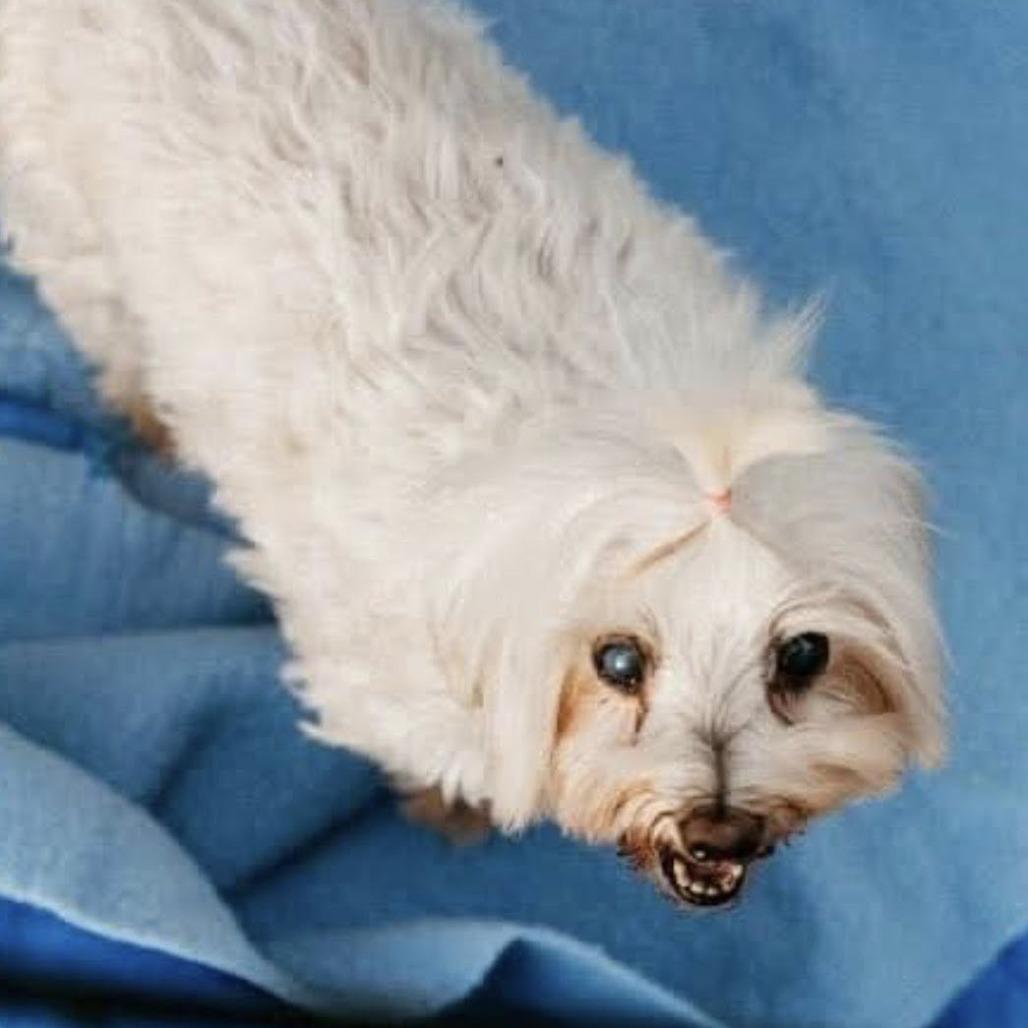 Cora (Hospice Program), Adoptable, Senior Female Maltese.