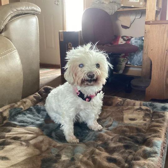 Enlarge Cora (Hospice Program), a Adoptable Maltese in Saint Cloud, MN image 2/6