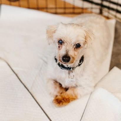 Enlarge Cora (Hospice Program), a Adoptable Maltese in Saint Cloud, MN image 3/6