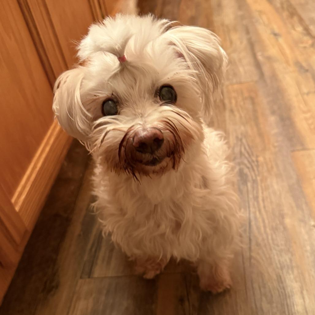 Enlarge Cora (Hospice Program), a Adoptable Maltese in Saint Cloud, MN image 4/6