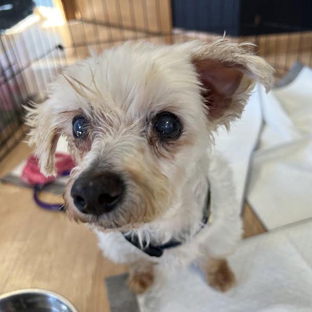 Enlarge Cora (Hospice Program), a Adoptable Maltese in Saint Cloud, MN image 5/6