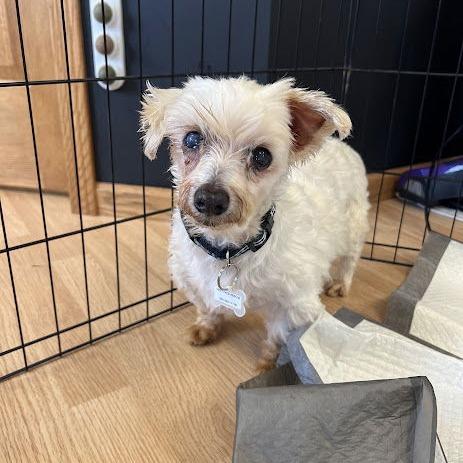 Enlarge Cora (Hospice Program), a Adoptable Maltese in Saint Cloud, MN image 6/6