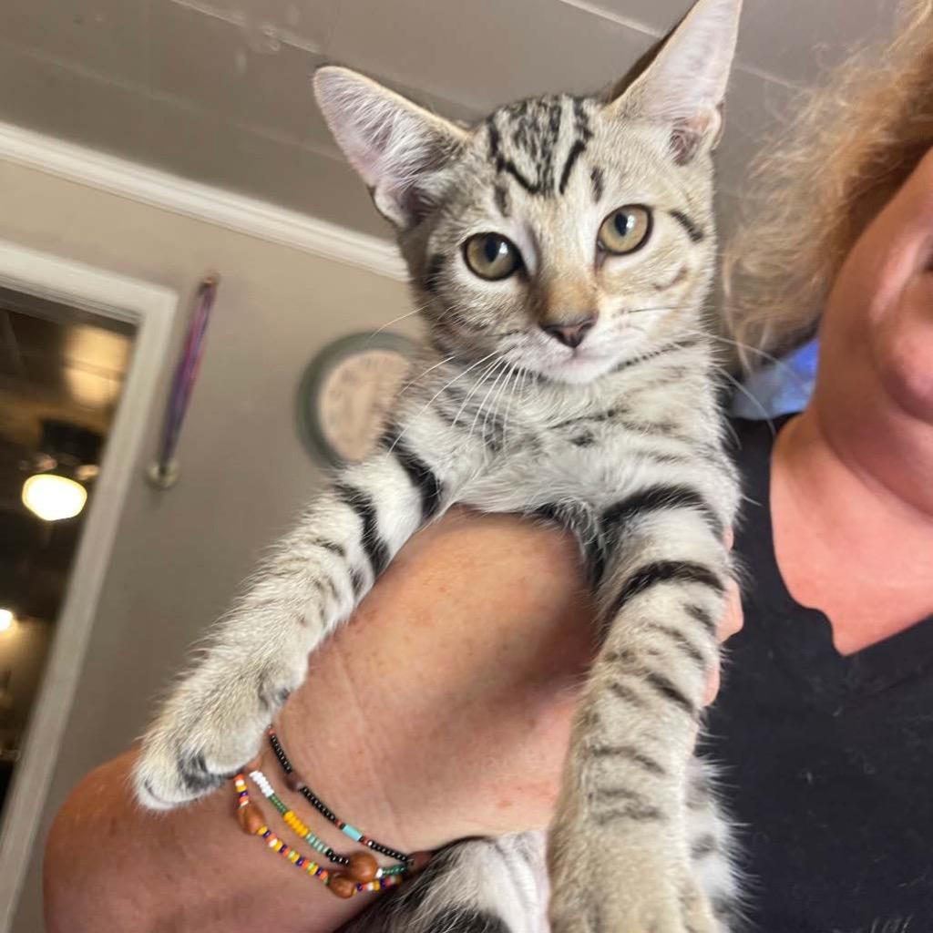 Enlarge Rose, a ADOPTABLE Domestic Short Hair in St. Albans, VT image 1/1